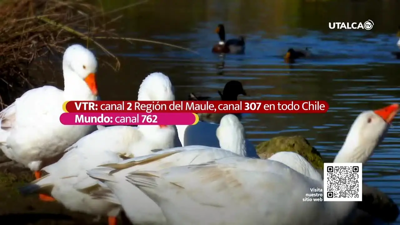 UTalca TV live