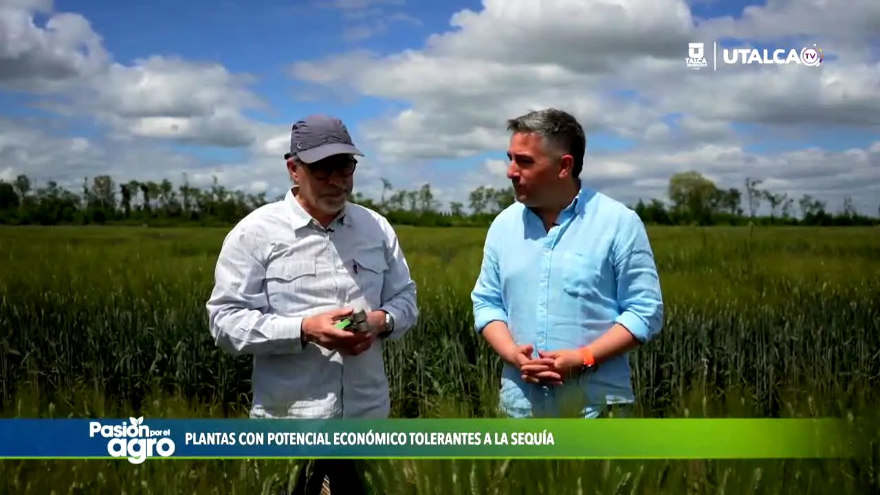 UTalca TV — прямой эфир