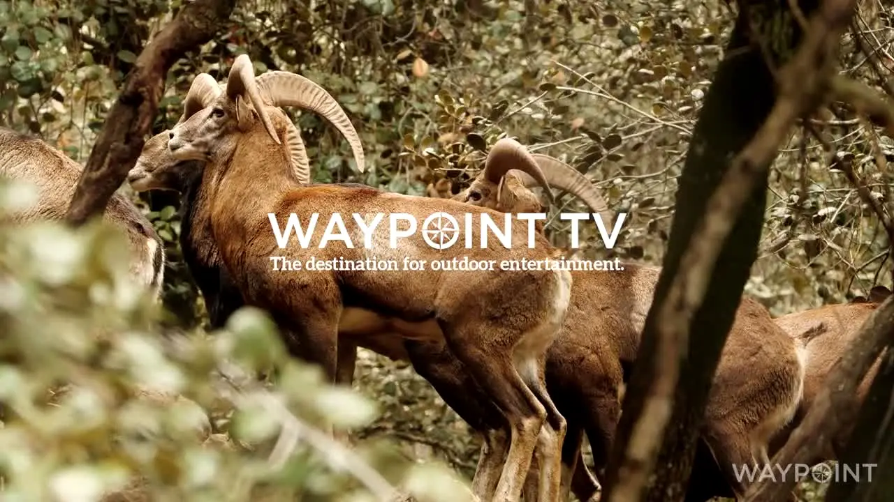 Waypoint TV en vivo