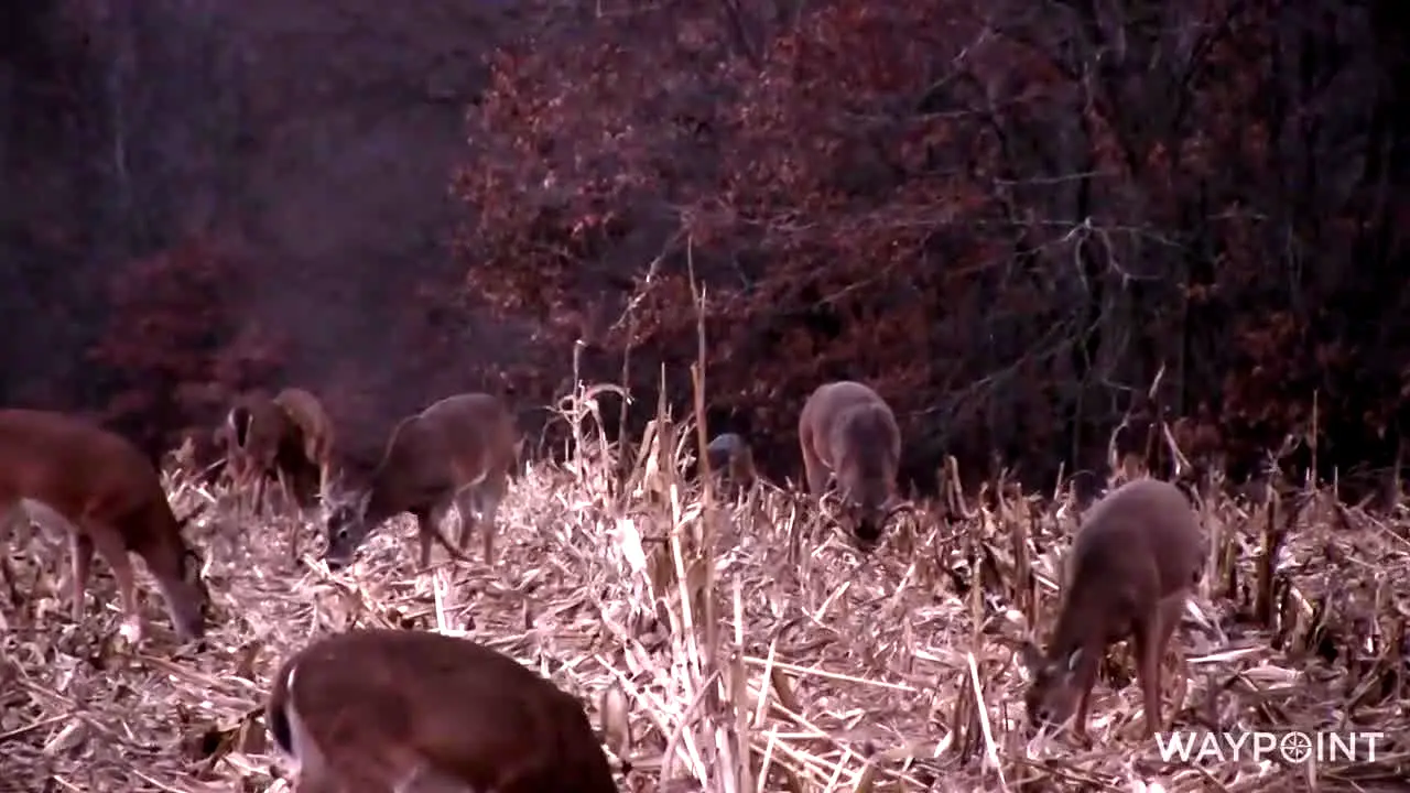 Waypoint TV live