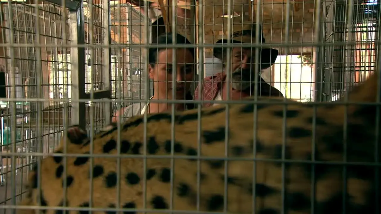 Wild at Heart na żywo