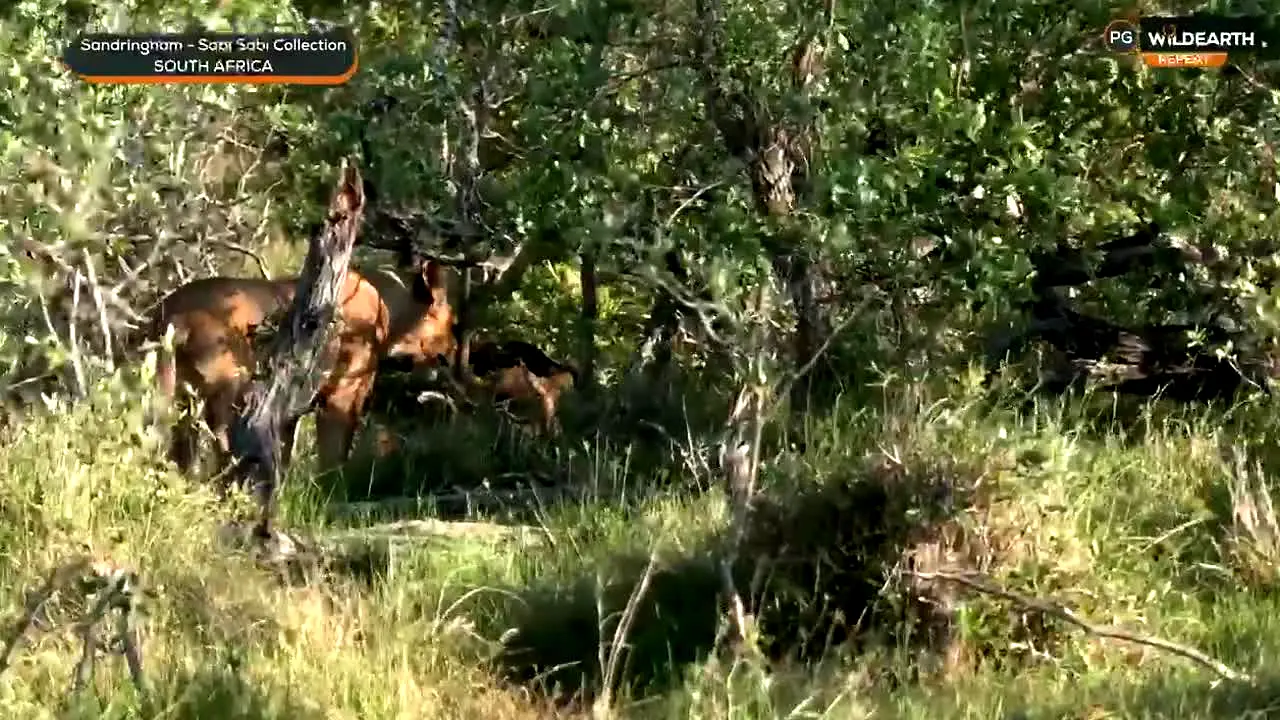 WildEarth na żywo