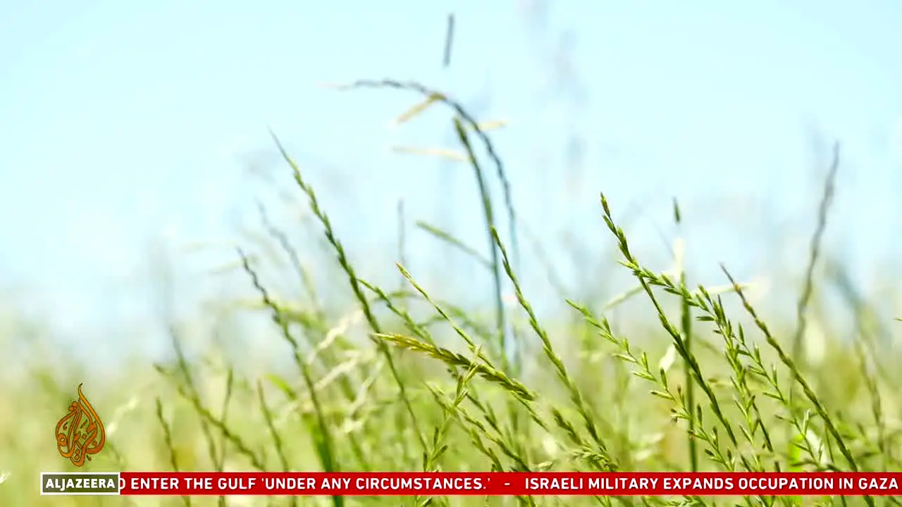 Al Jazeera Catar EN na żywo