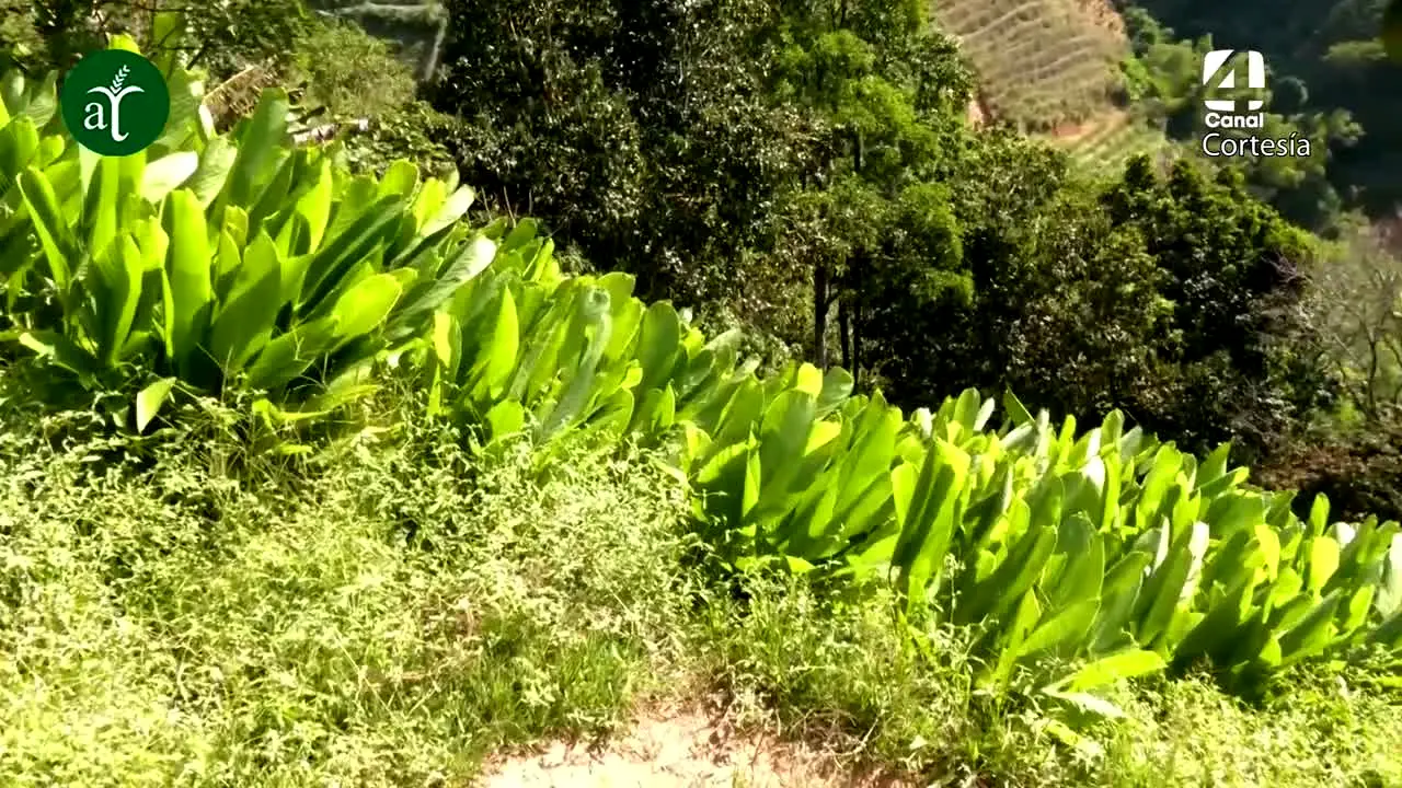 Agrotendencia na żywo