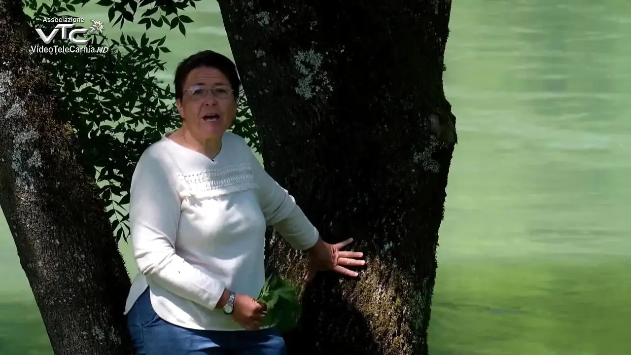 Videotelecarnia ao vivo