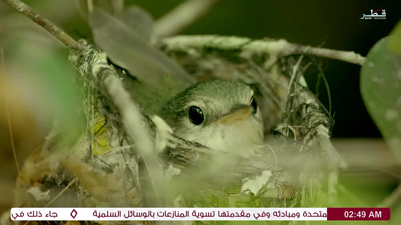Qatar Television ao vivo