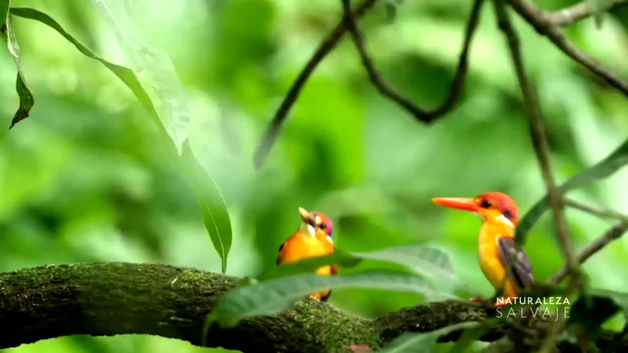 Naturaleza Salvaje live