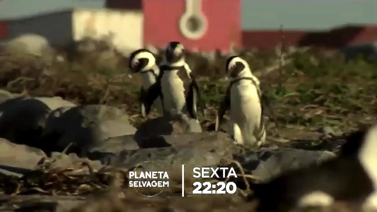 TV Arapuan en vivo
