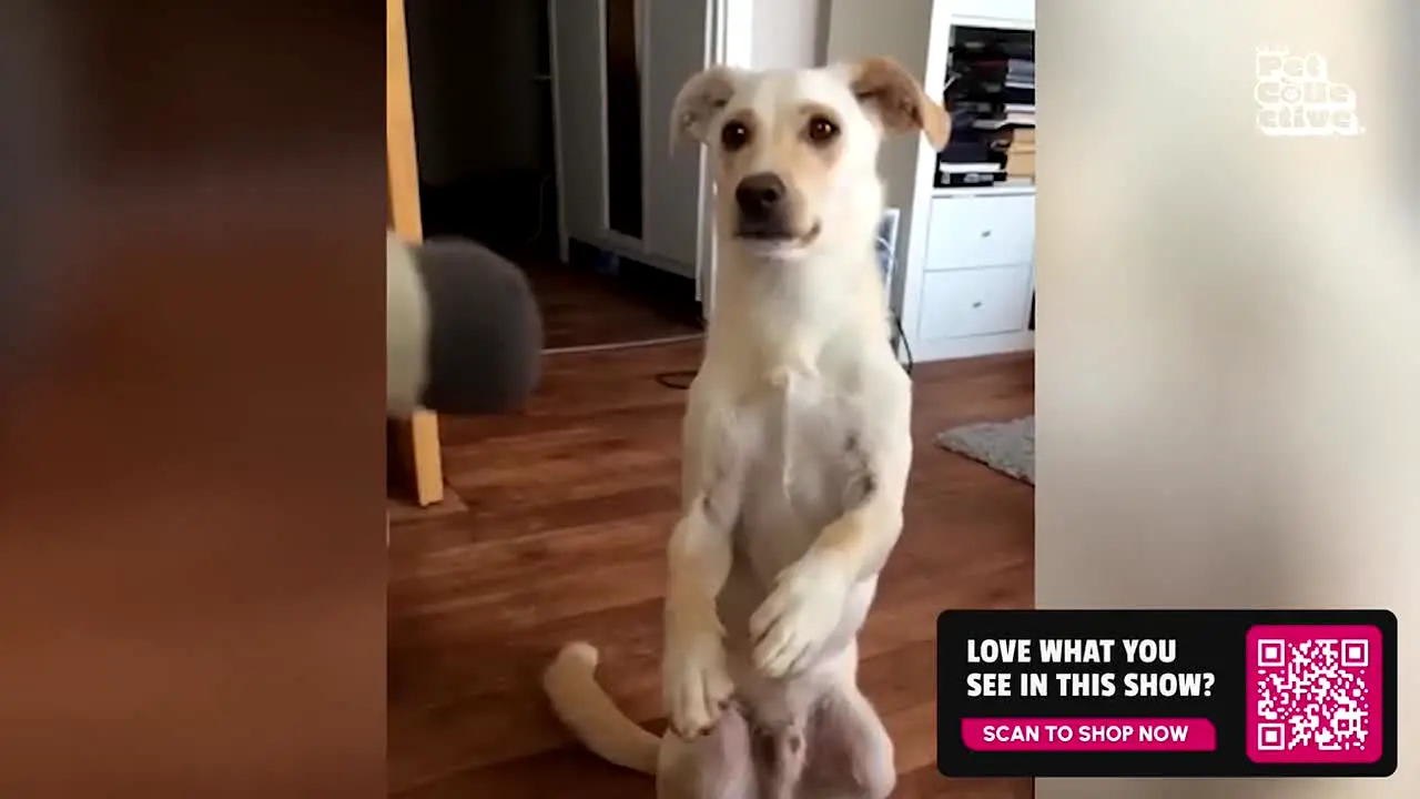 The Pet Collective live