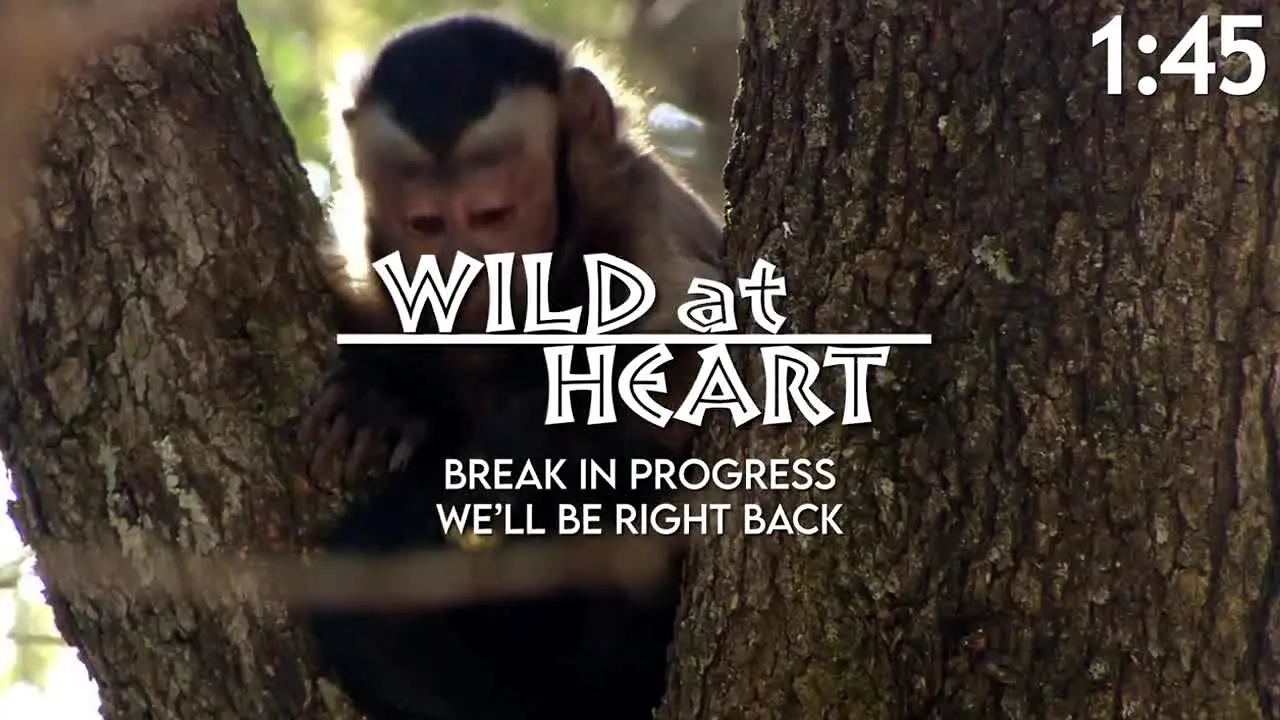 Wild At Heart live