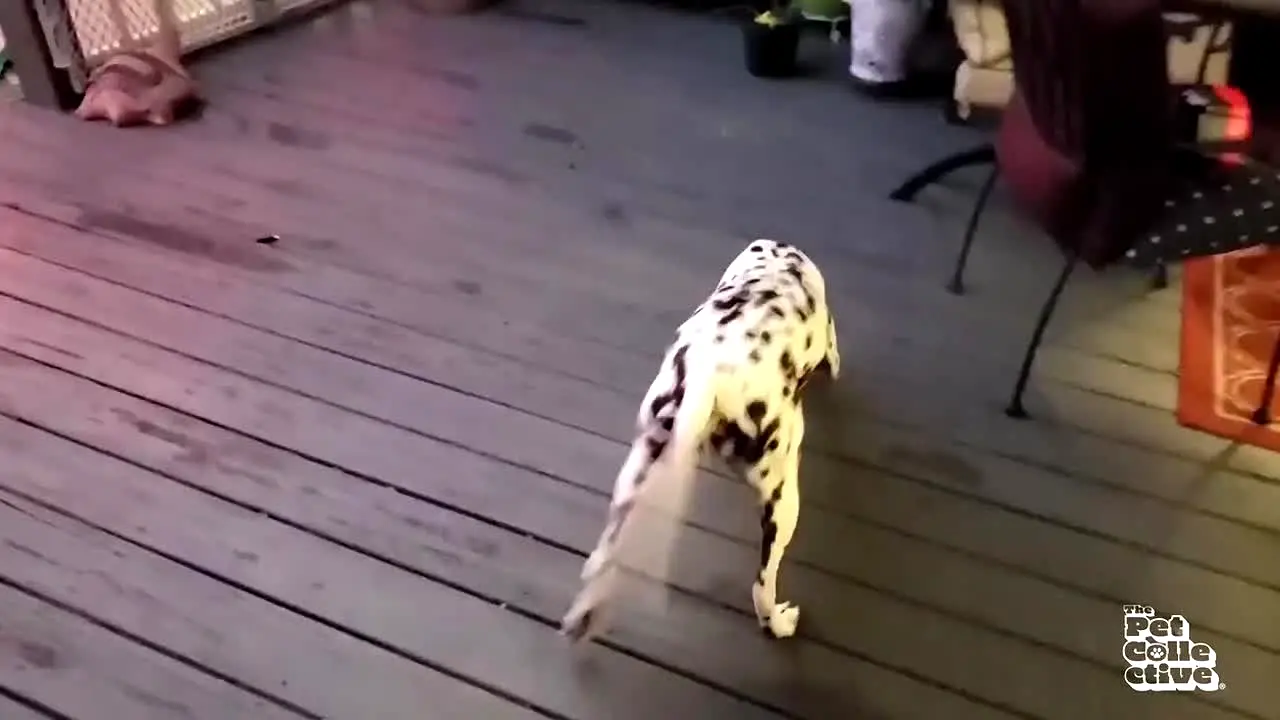 The Pet Collective live