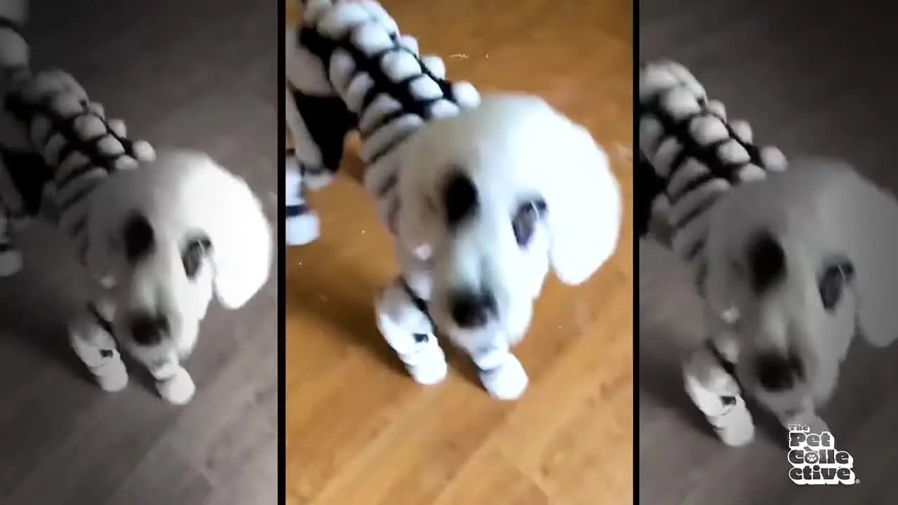 The Pet Collective live