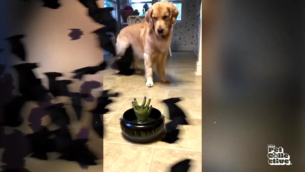 The Pet Collective live