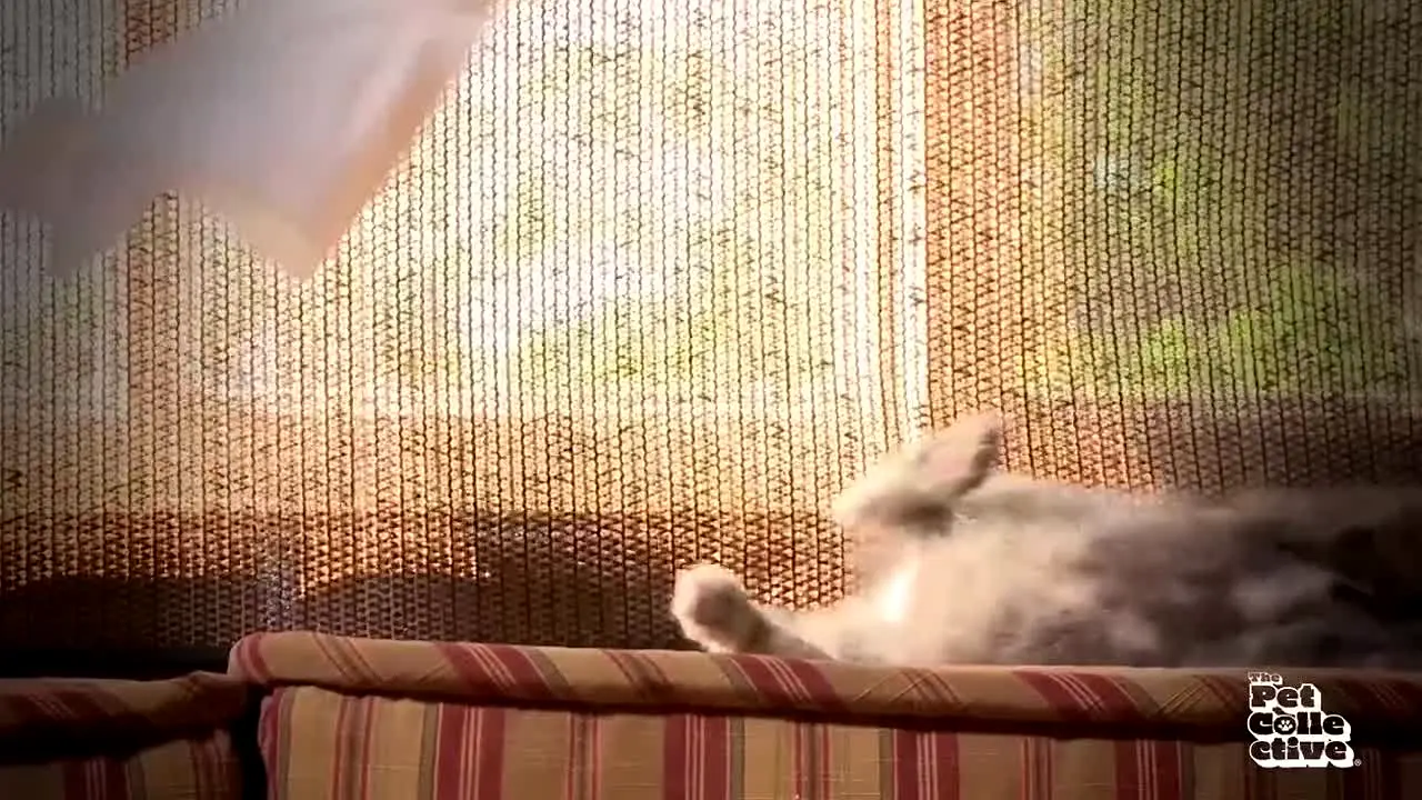 The Pet Collective live