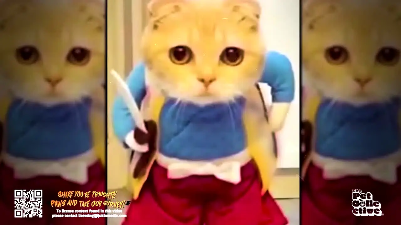 The Pet Collective in diretta