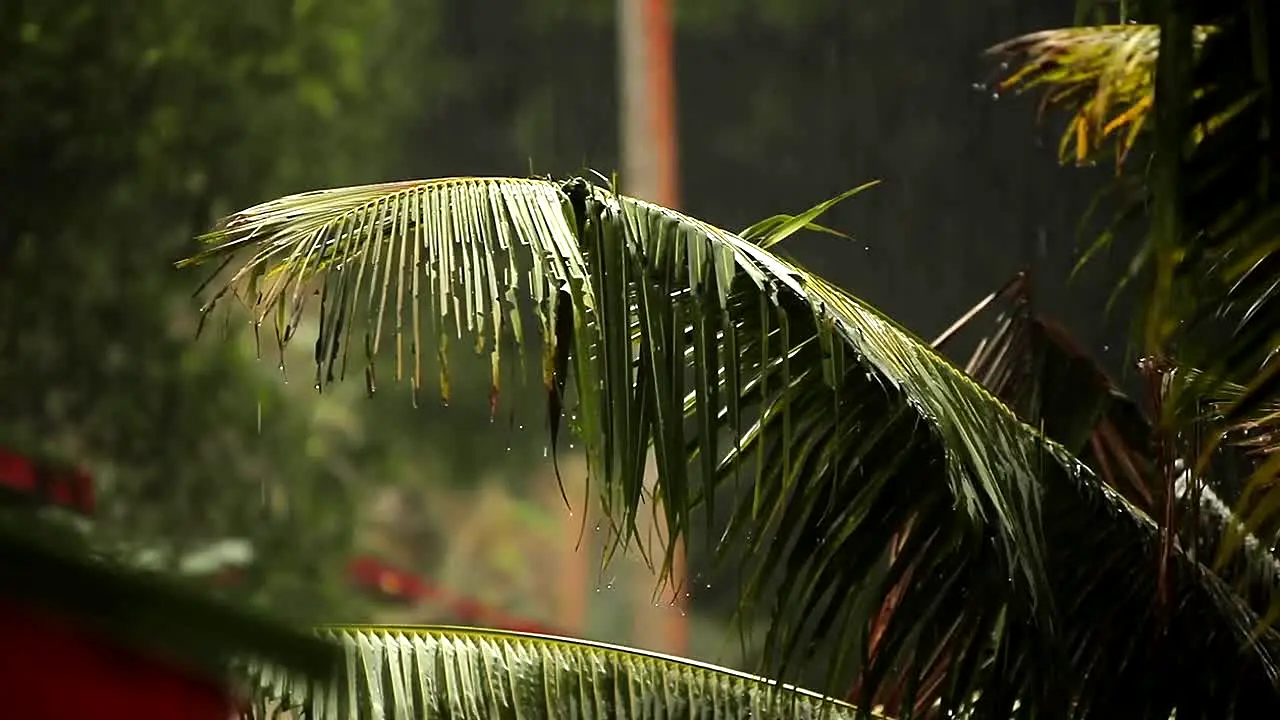 Rainy Day Vibes na żywo