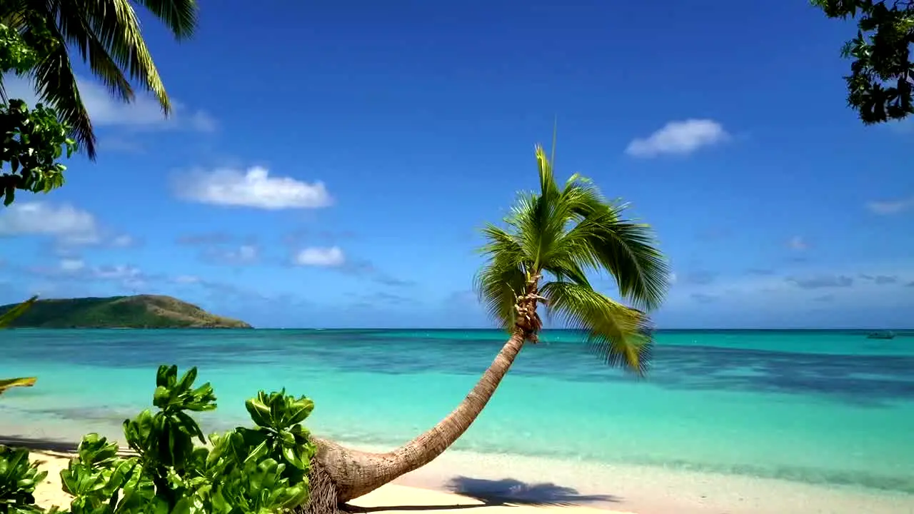 Island Vibes live