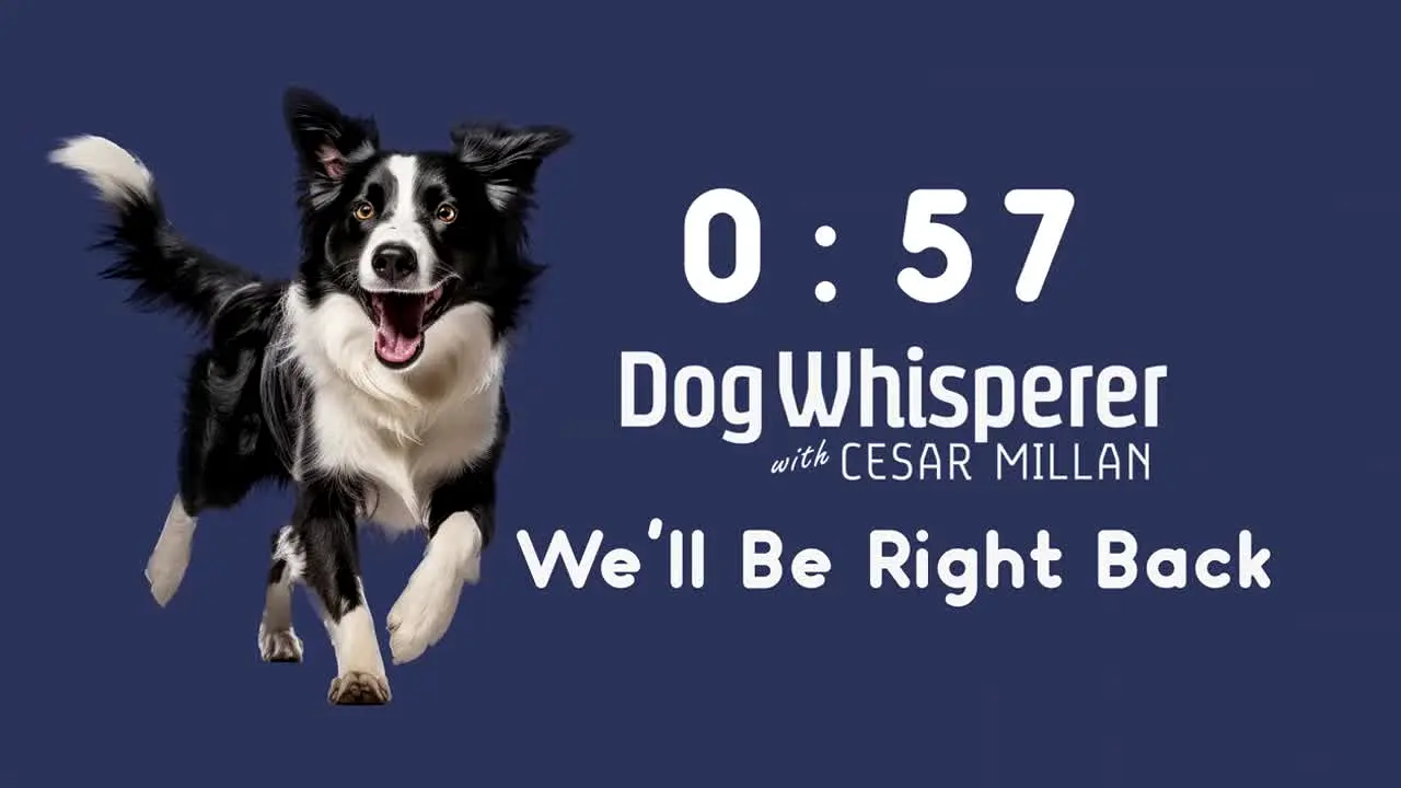 Dog Whisperer With Cesar Millan live