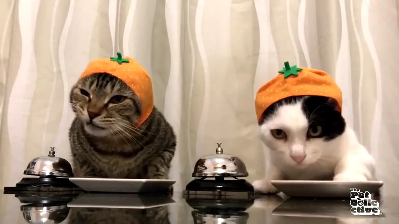 Pet Collective live