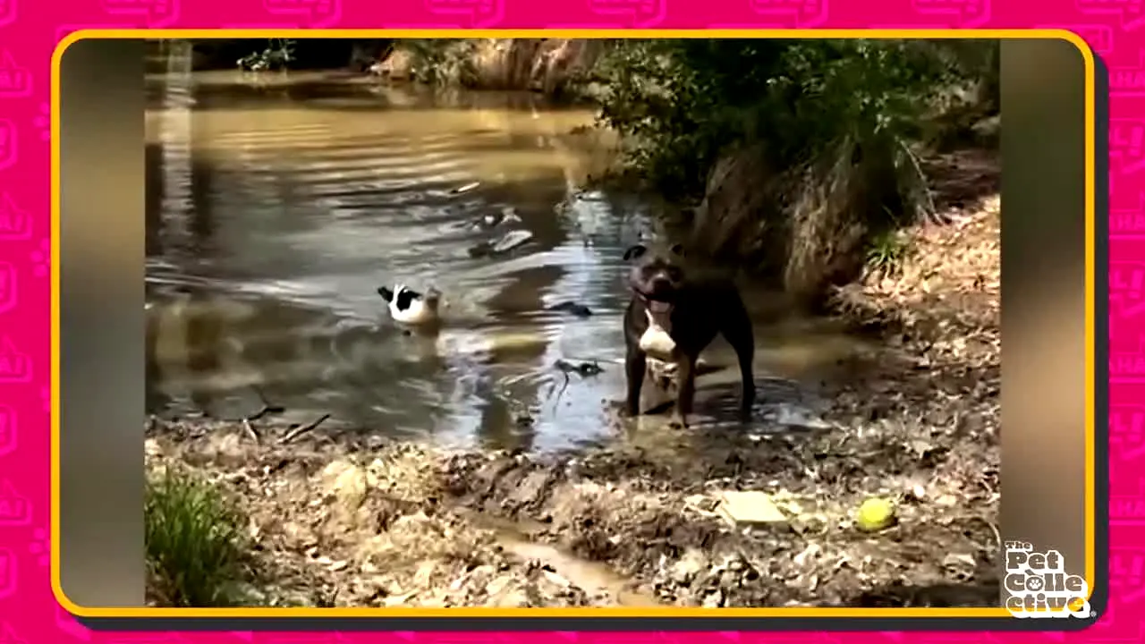 Pet Collective in diretta