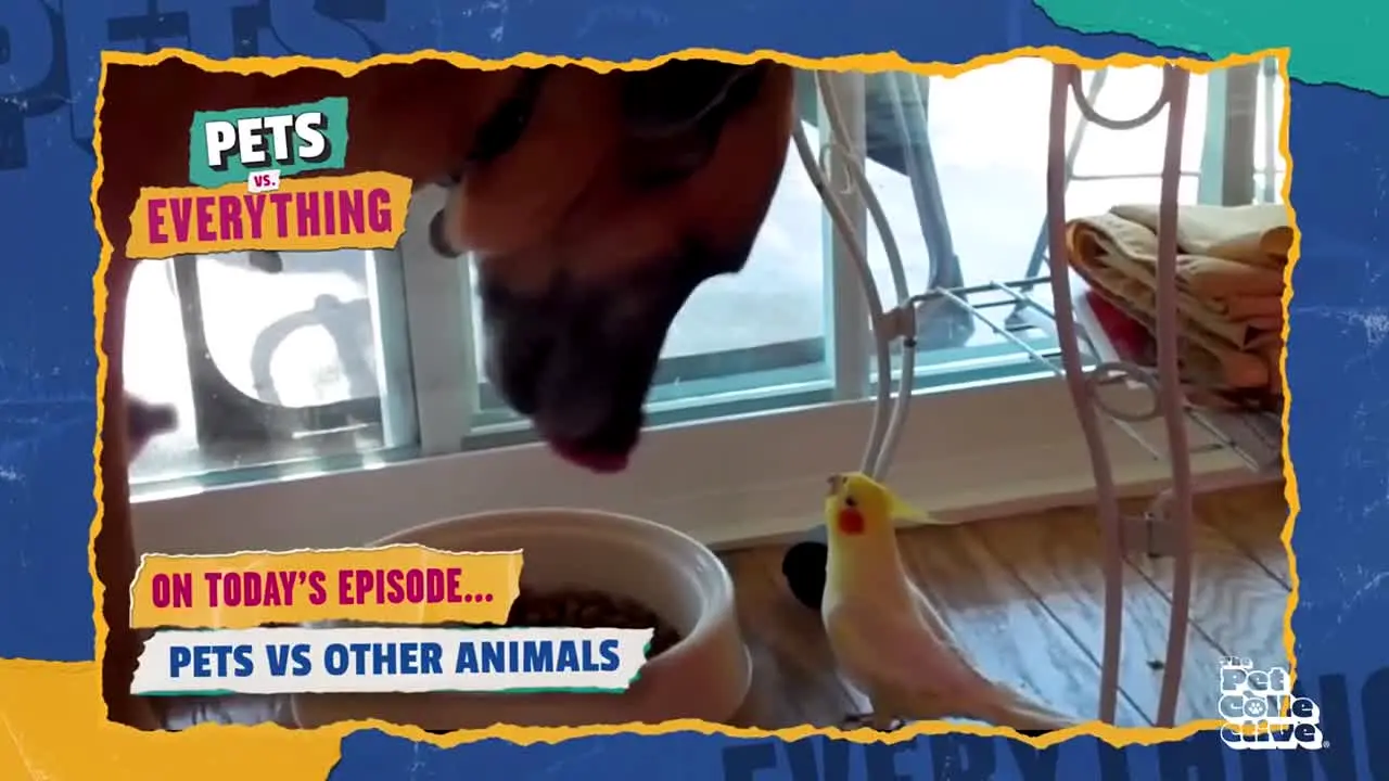 Pet Collective na żywo