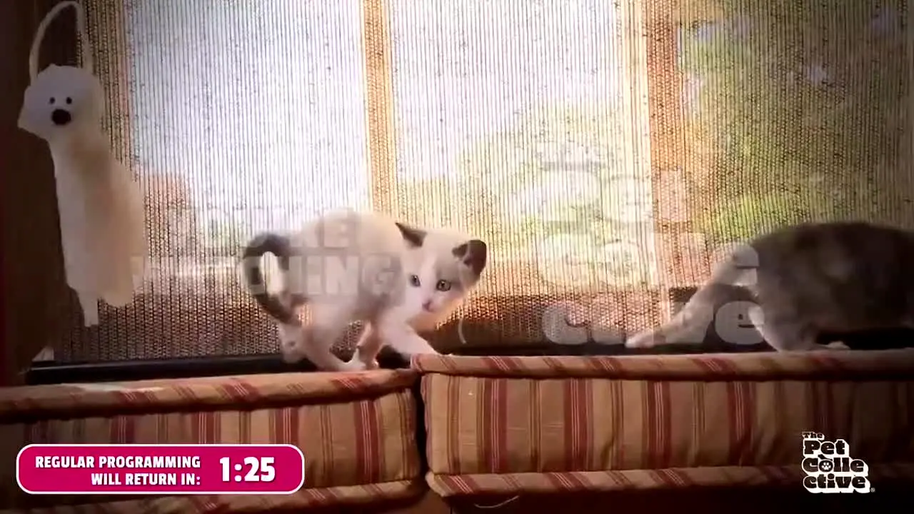 Pet Collective live