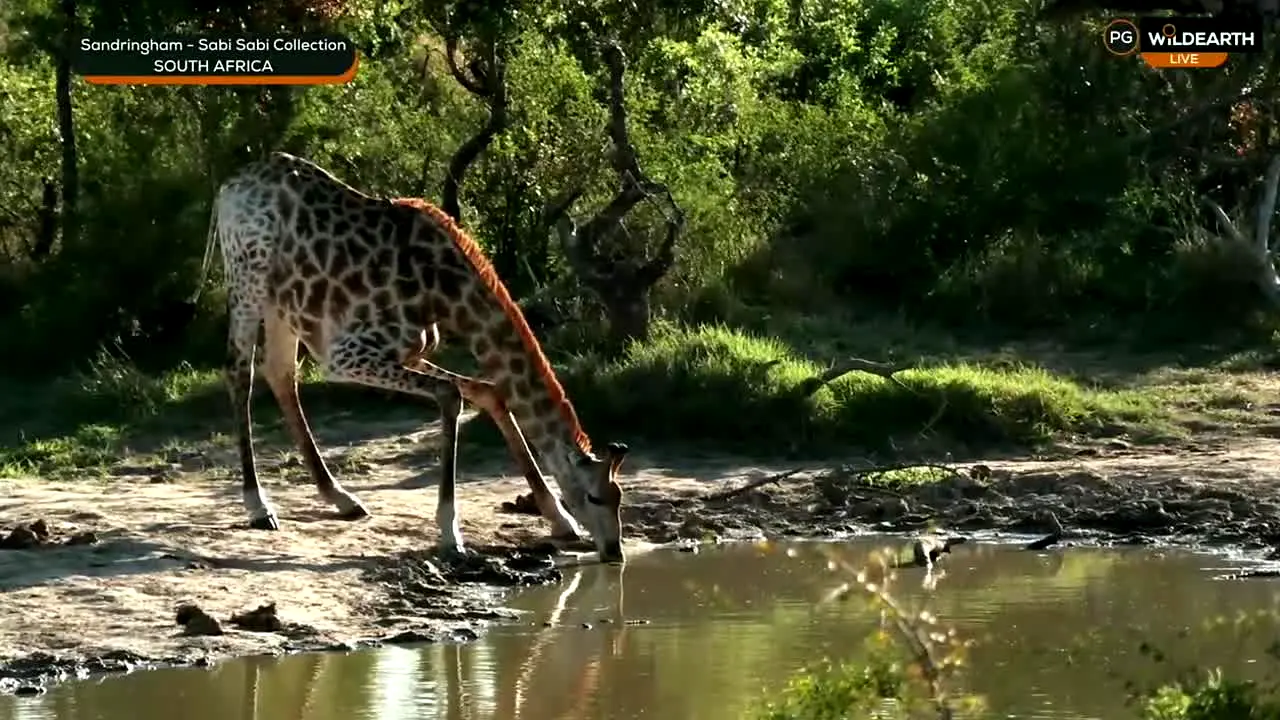 WildEarth na żywo