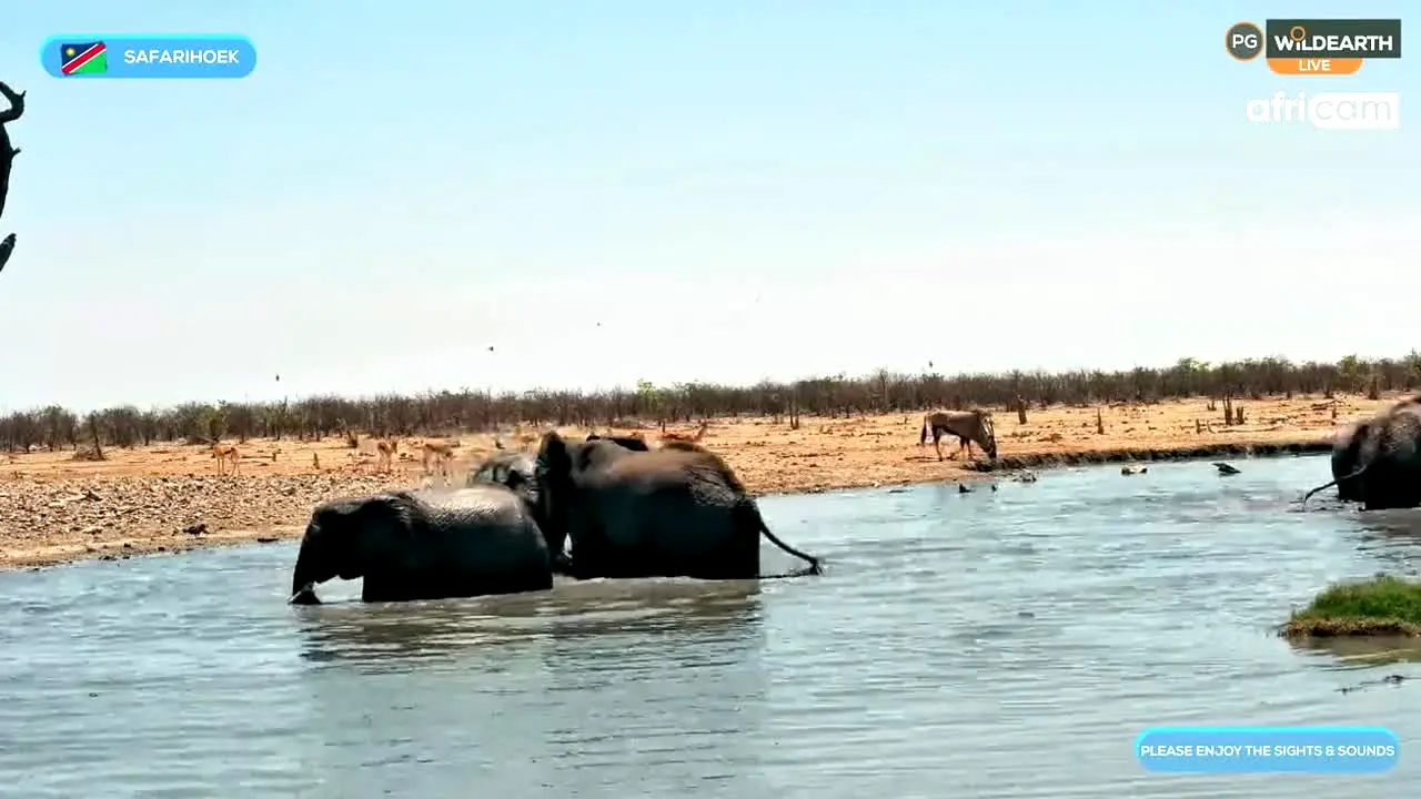 WildEarth en direct