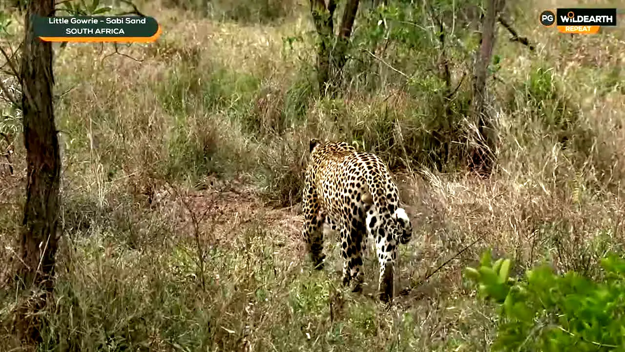 WildEarth live