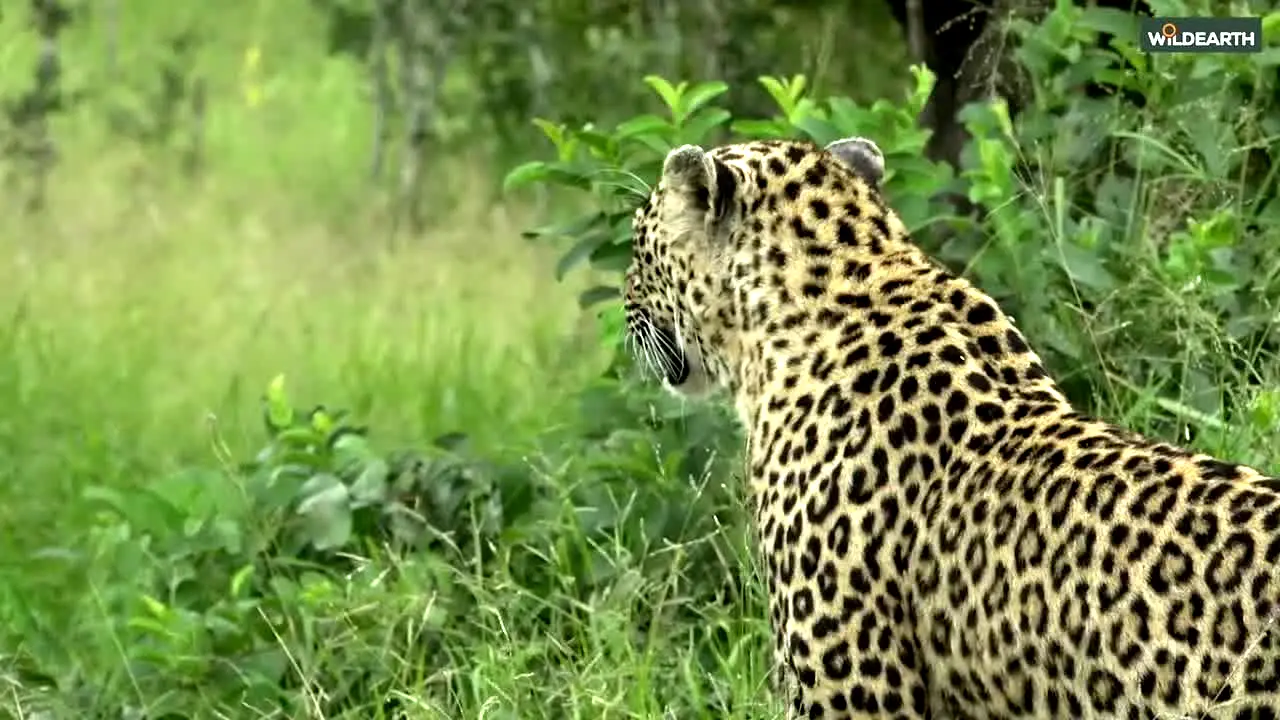 WildEarth live