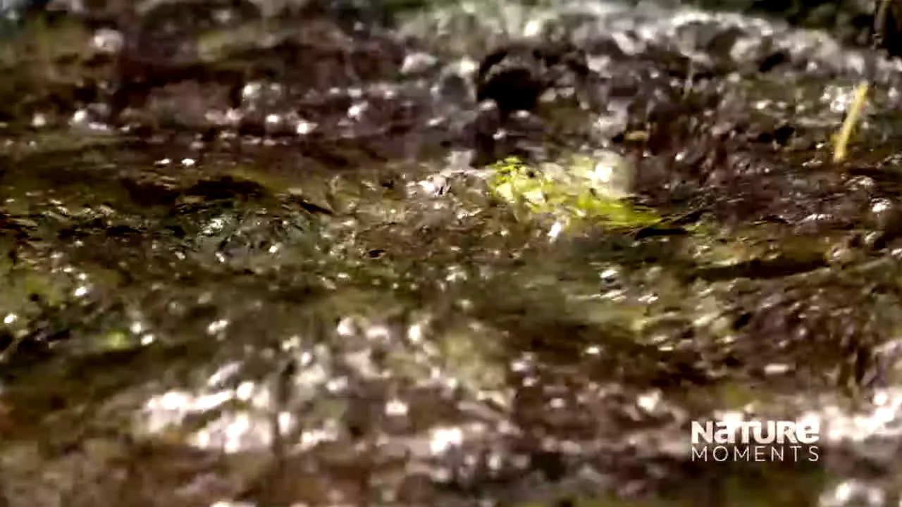 Nature Moments in diretta