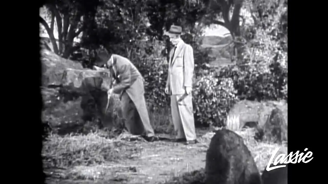 Lassie live