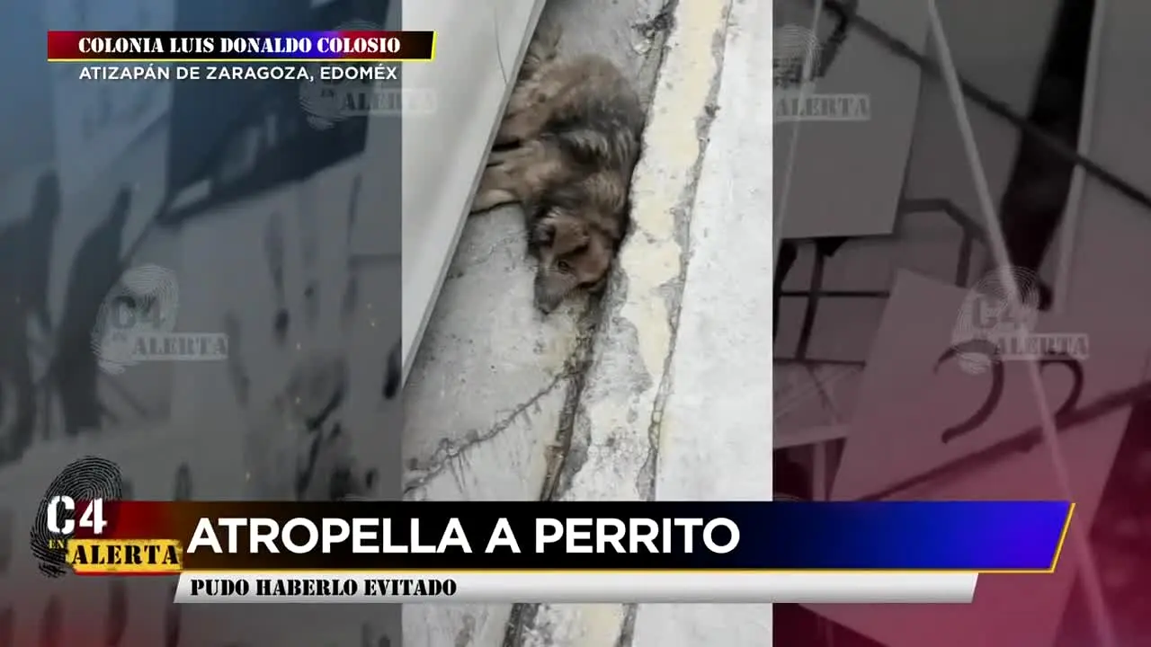 C4 en Alerta live