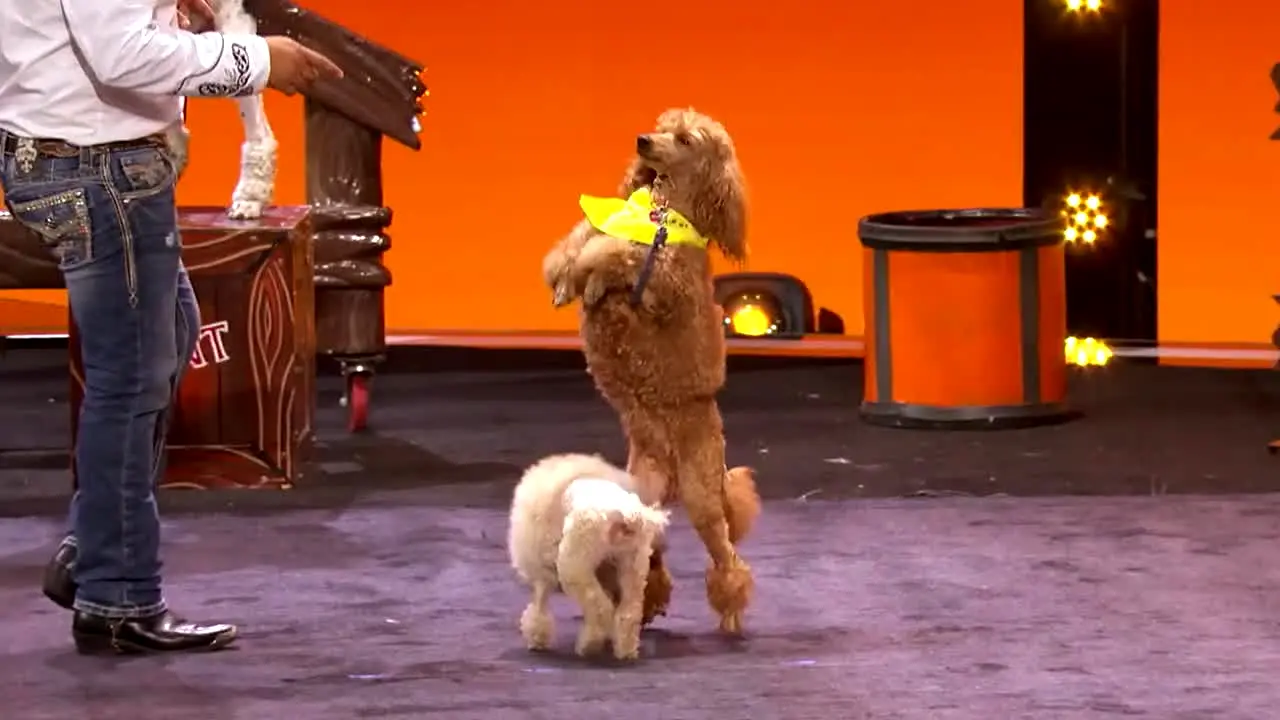 America's Got Talent live