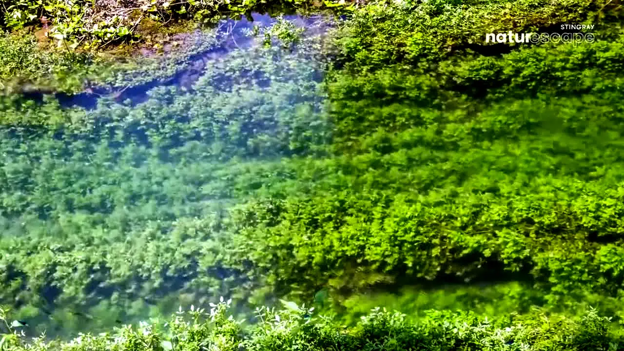 Stingray Naturescape in diretta