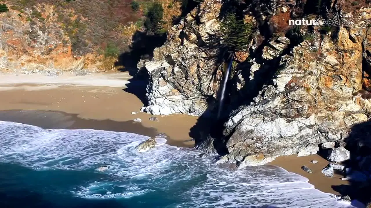 Stingray Naturescape na żywo