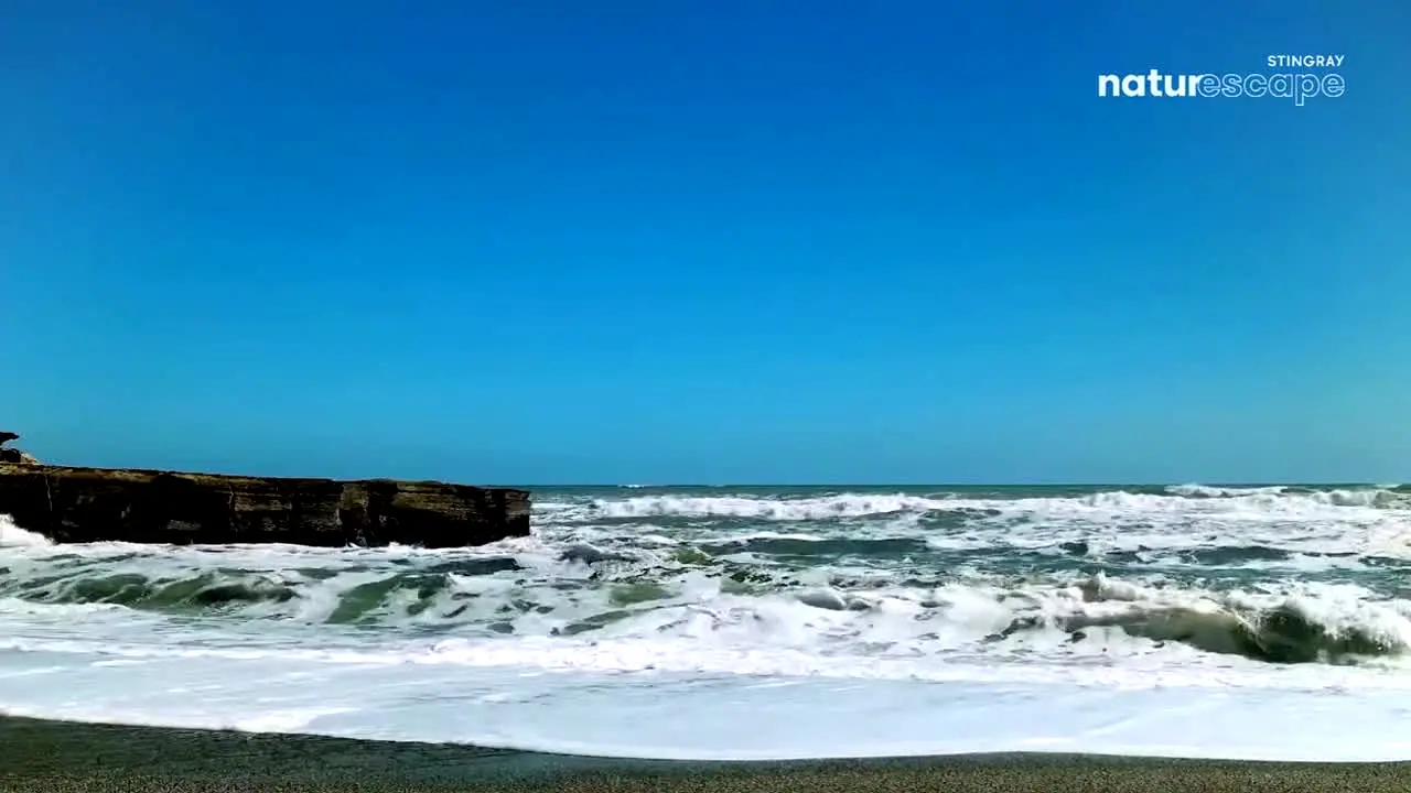 Stingray Naturescape live