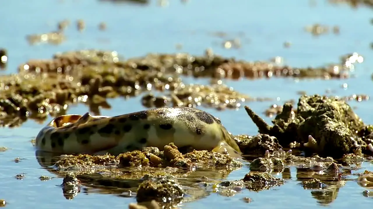 BBC Earth live