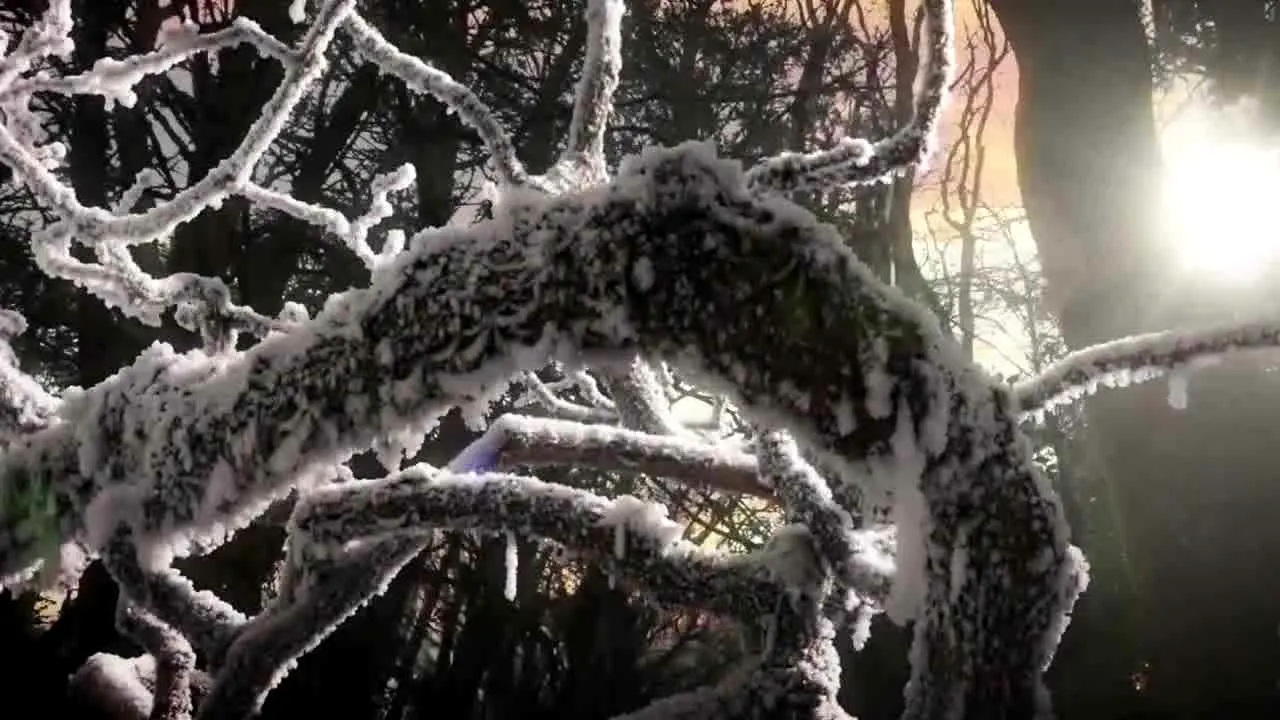 BBC Earth live