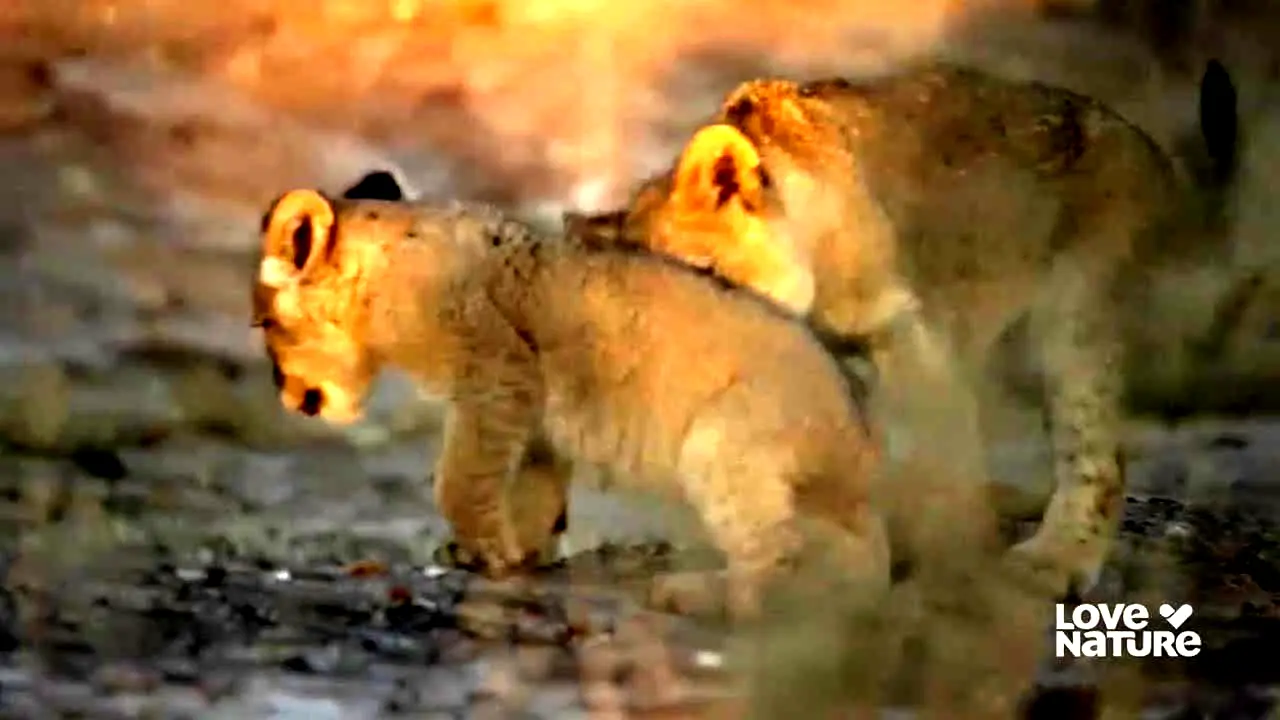 Love Nature live