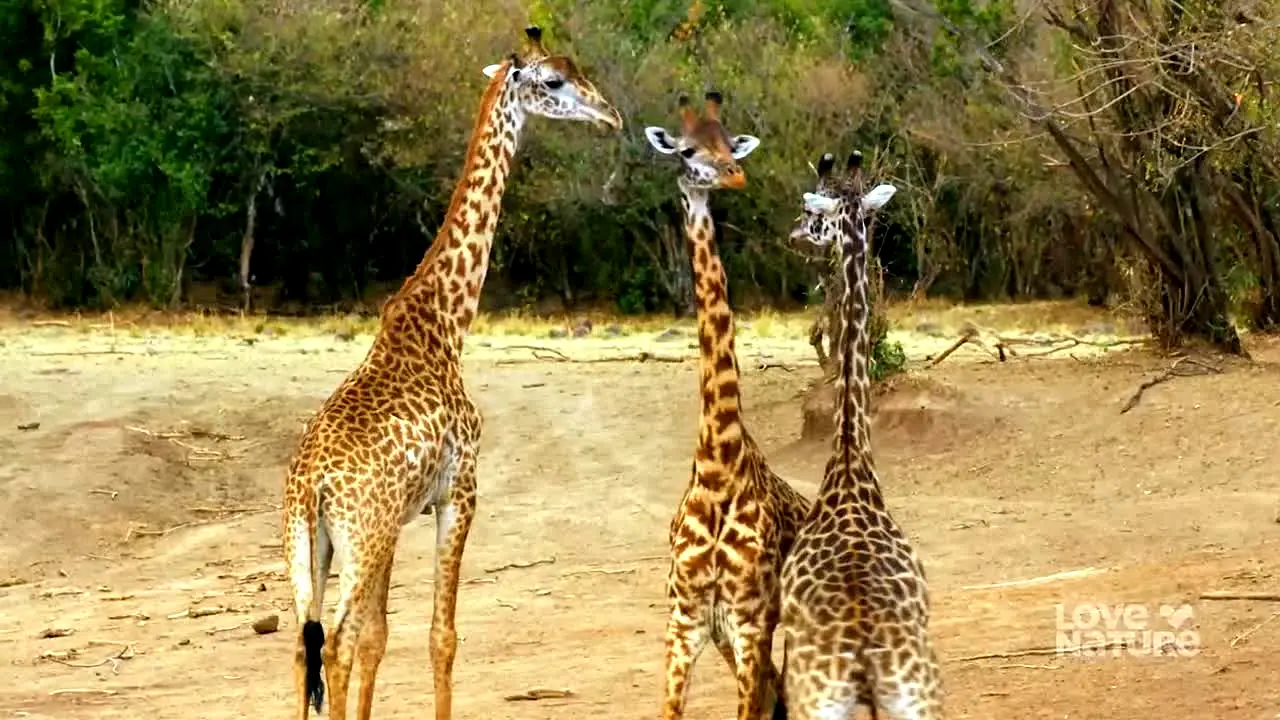 Love Nature live