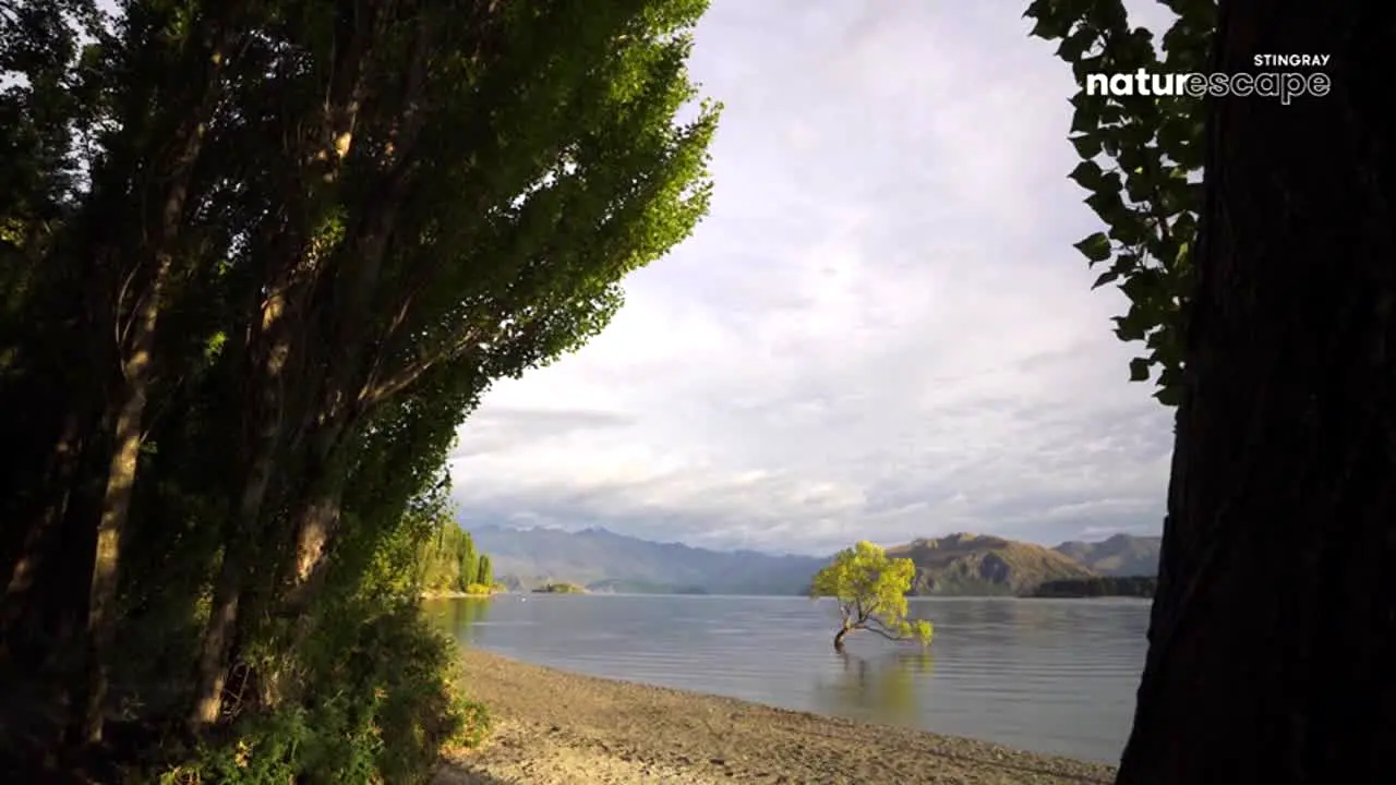 Naturescape na żywo