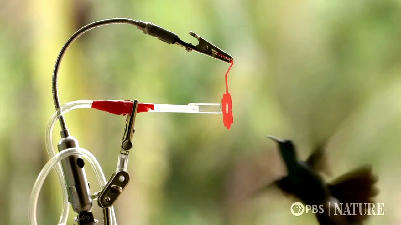 PBS Nature live