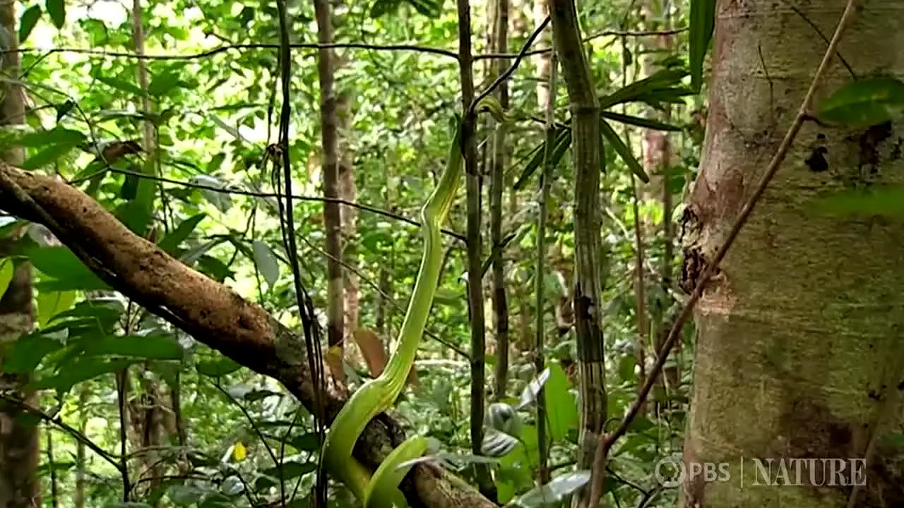 PBS Nature live