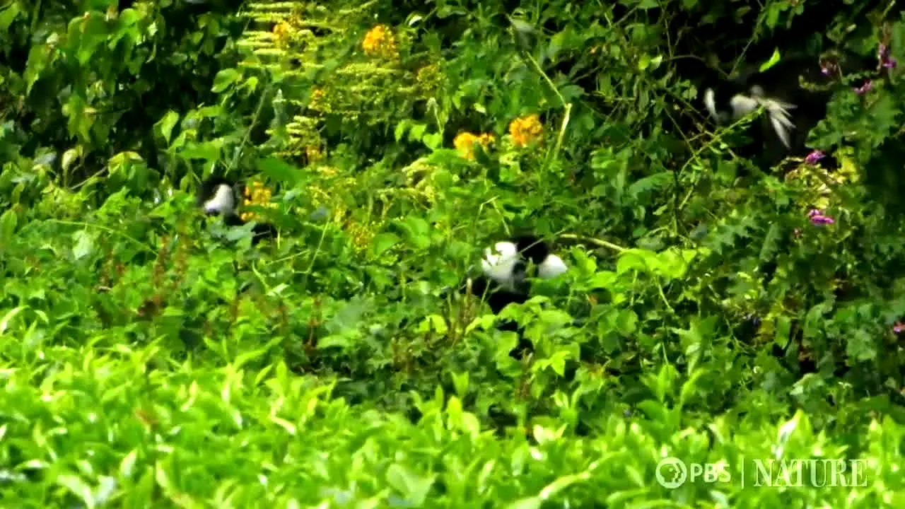PBS Nature en vivo
