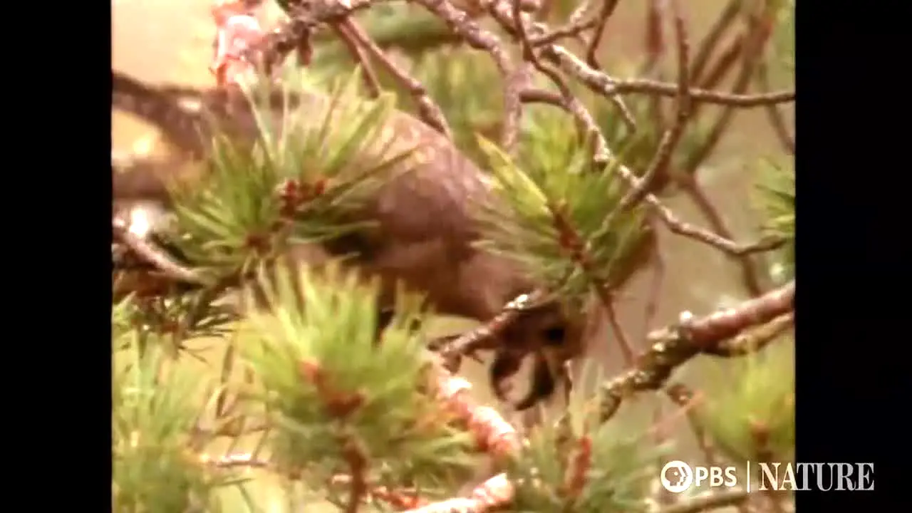PBS Nature en direct