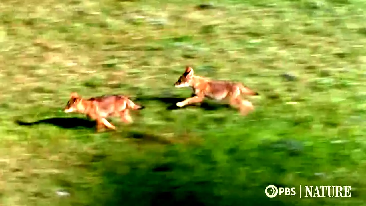 PBS Nature live