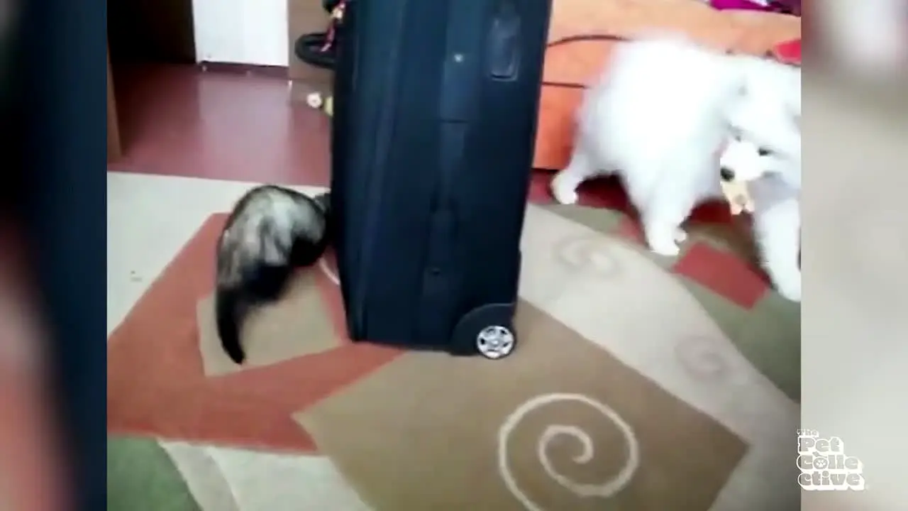 The Pet Collective in diretta