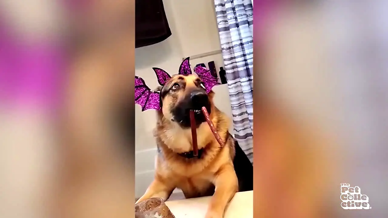 The Pet Collective live