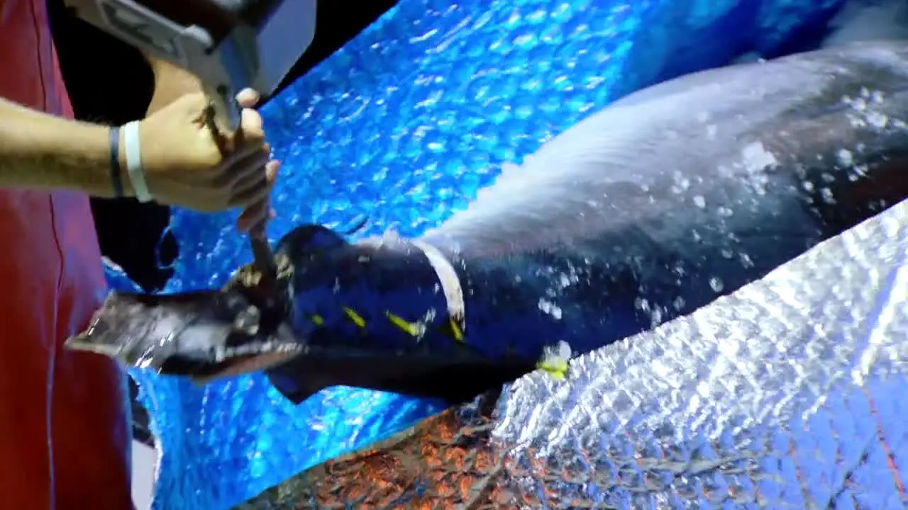 Wicked Tuna en vivo